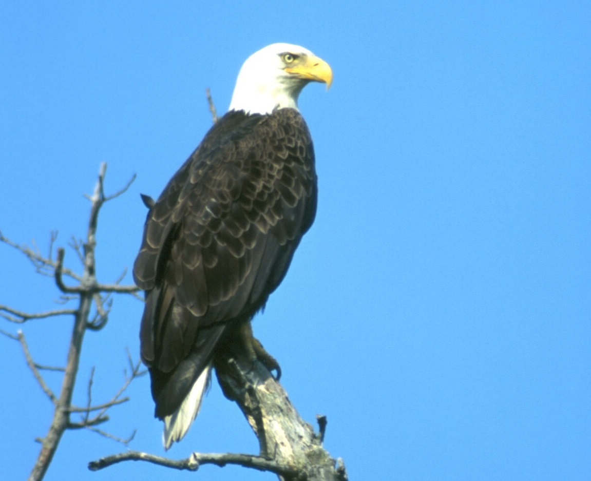 Bald Eagle - Ohio Wildlife