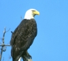 ODNR Bald Eagle