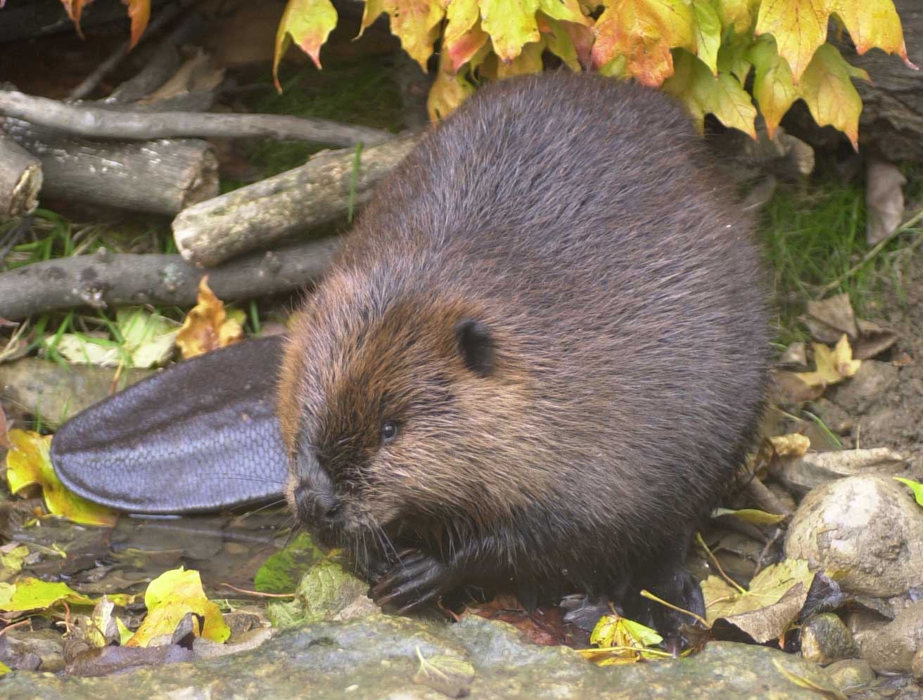 Beaver - Ohio Wildlife